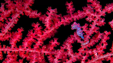 Картинка животные морская+фауна море водоросли морской конек океан природа краски