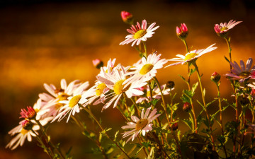 Картинка цветы хризантемы бутончики свет