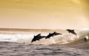 Картинка животные дельфины море волны брызги прыжки стая