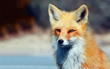 Картинка животные лисы лиса рыжая взгляд снег