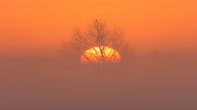 Обои картинки фото природа, восходы, закаты, дерево, туман, утро