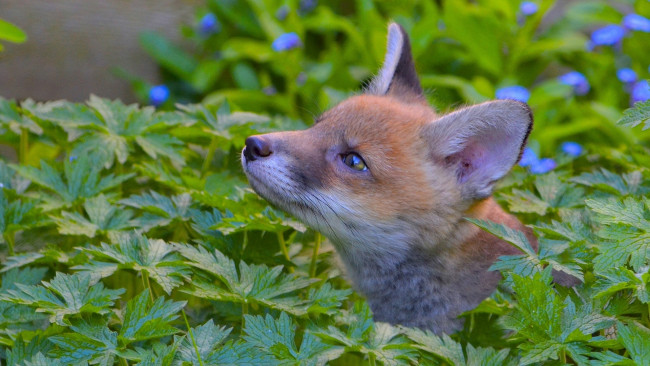 Обои картинки фото животные, лисы, лиса, трава, морда, лисёнок