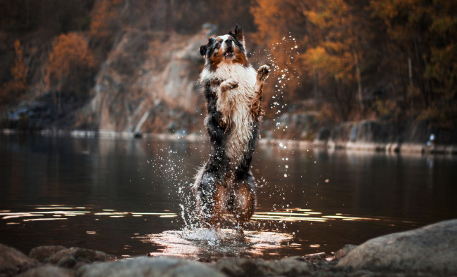 Обои картинки фото животные, собаки, река, собака, друг