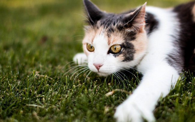 Обои картинки фото животные, коты, мордочка, кошка, лапа, трава, кот, взгляд