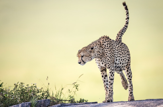 Обои картинки фото животные, гепарды, фон, природа, cheetah