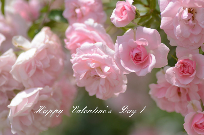 Обои картинки фото праздничные, день святого валентина,  сердечки,  любовь, розы