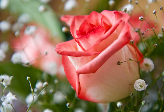 Обои картинки фото цветы, разные вместе, роза, бутон, макро, гипсофила