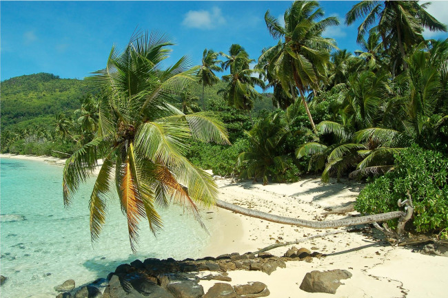 Обои картинки фото природа, тропики, море, берег, пальмы, сейшельские, острова, пляж