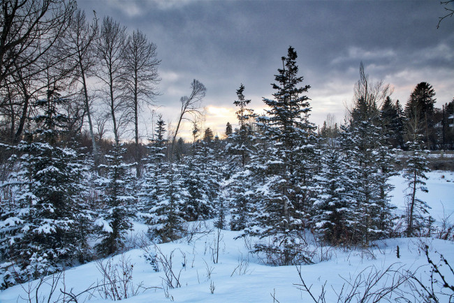 Обои картинки фото природа, лес, зима, закат, деревья, калгари, канада