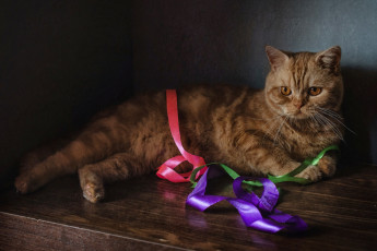 Картинка животные коты кот рыжий лента