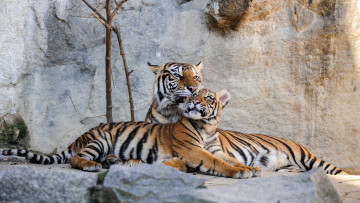 Картинка животные тигры лежат германия хищники камни
