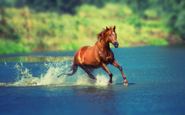Картинка животные лошади озеро конь гнедой