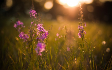 Картинка цветы луговые+ полевые +цветы фиолетовые трава луг