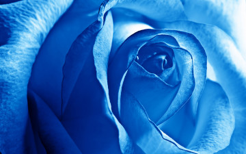 Картинка цветы розы роза голубая макро