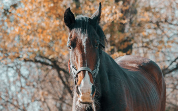 Картинка животные лошади осень дерево лошадь