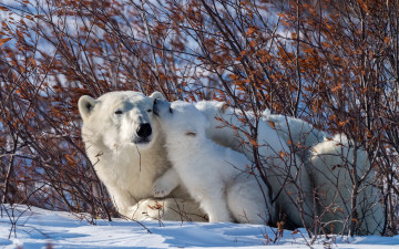 Картинка животные медведи белые