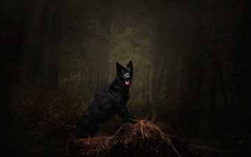 Картинка животные собаки собака темнота поза ветки деревья язык лес