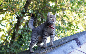 Картинка животные коты крыша ошейник кот полосатый