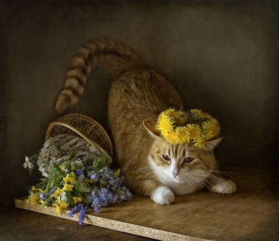 Обои картинки фото животные, коты, кошка, корзинка, весна, цветы, кот