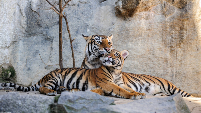 Обои картинки фото животные, тигры, лежат, германия, хищники, камни