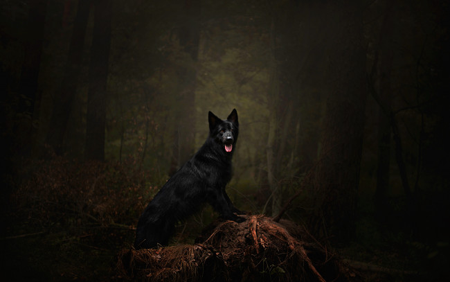 Обои картинки фото животные, собаки, собака, темнота, поза, ветки, деревья, язык, лес