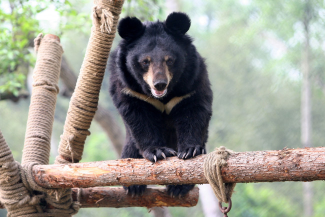 Обои картинки фото гималайский медведь, животные, медведи, хищник, гималайский, чёрный, медведь