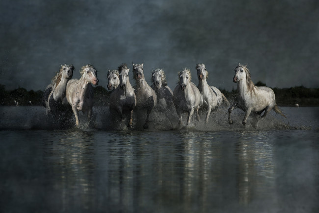 Обои картинки фото животные, лошади, кони, берег, пасмурно, отражение, брызги, бег, вечер, группа