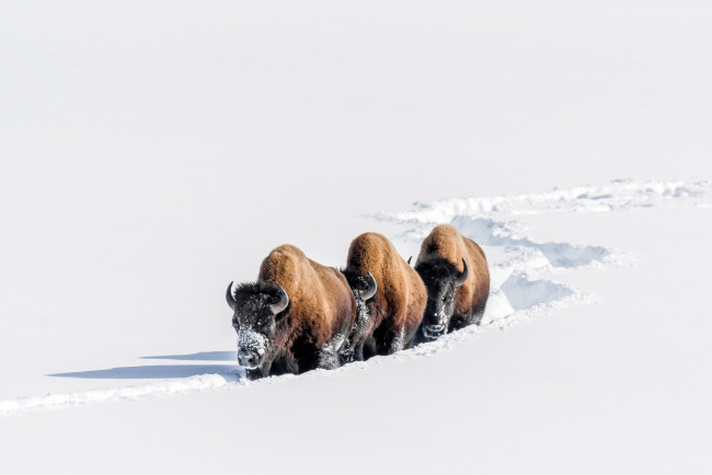 Обои картинки фото животные, зубры,  бизоны, бизоны, снег, зима
