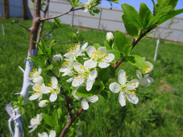 Обои картинки фото цветы, цветущие деревья ,  кустарники, весна, 2018, апрель