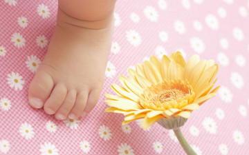 Картинка разное руки +ноги нога цветок гербера
