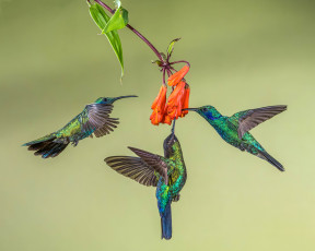 Картинка животные колибри птицы