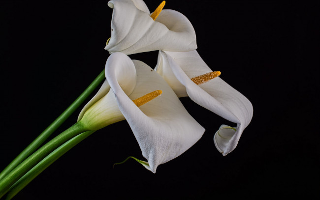 Обои картинки фото цветы, каллы, белые, трио