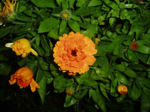 Картинка цветы цинния