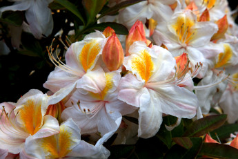 Картинка цветы рододендроны азалии оранжевый белый ветки