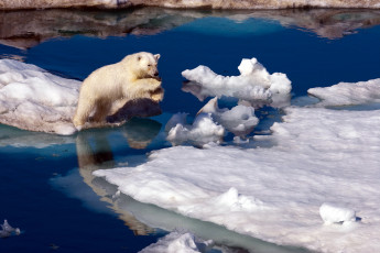 Картинка животные медведи прыжок льдины арктика белый медведь