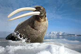 Картинка животные моржи океан арктика