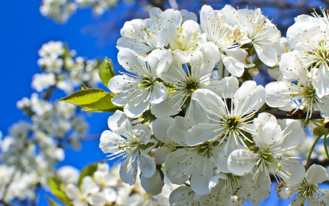 Обои картинки фото цветы, сакура, вишня, макро, весна, цветение, cherry, blossom