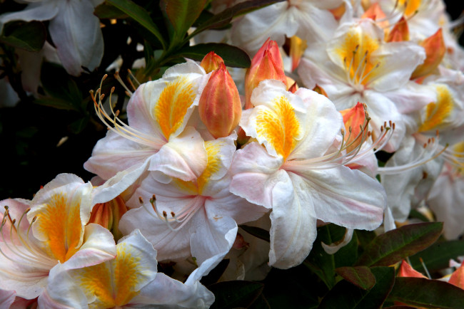 Обои картинки фото цветы, рододендроны, азалии, оранжевый, белый, ветки