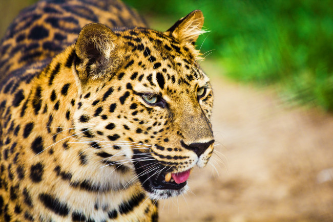 Обои картинки фото животные, леопарды, усы, взгляд, морда, леопард