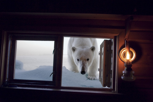 Обои картинки фото животные, медведи, арктика, лампа, окно, белый, медведь