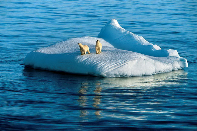 Обои картинки фото животные, медведи, льдина, арктика, белые, океан