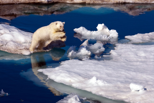Обои картинки фото животные, медведи, прыжок, льдины, арктика, белый, медведь