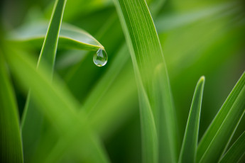 Картинка природа макро зеленый капля роса трава