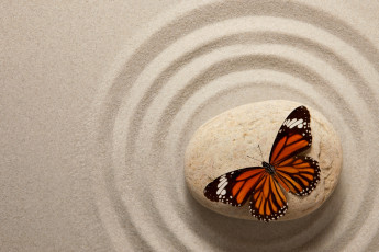 Картинка животные бабочки песок бабочка