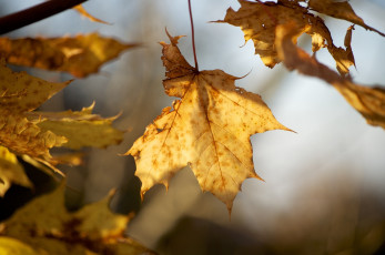 Картинка природа листья макро осень ветки