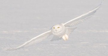 Картинка животные совы сова полярная снег полёт