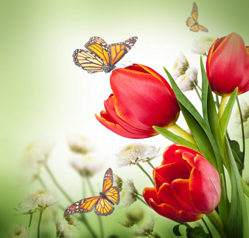 Обои картинки фото разное, компьютерный дизайн, красные, тюльпаны, цветы, хризантемы, бабочки
