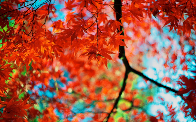 Обои картинки фото природа, листья, осень, листва, ветка