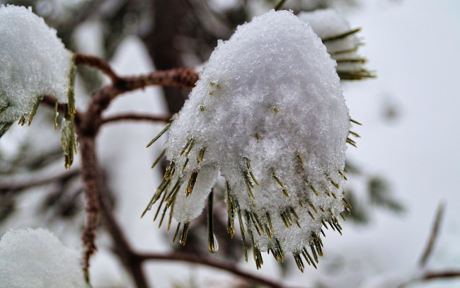 Обои картинки фото природа, макро, ветка, хвоя, холод, снег, иголки