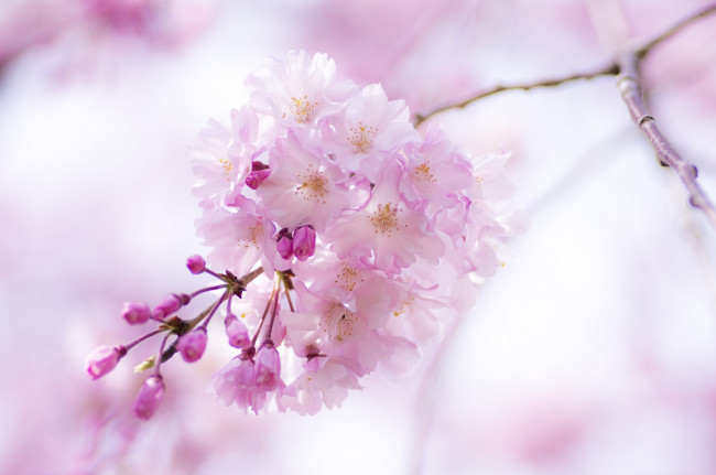 Обои картинки фото цветы, сакура,  вишня, ветка, розовый, весна
